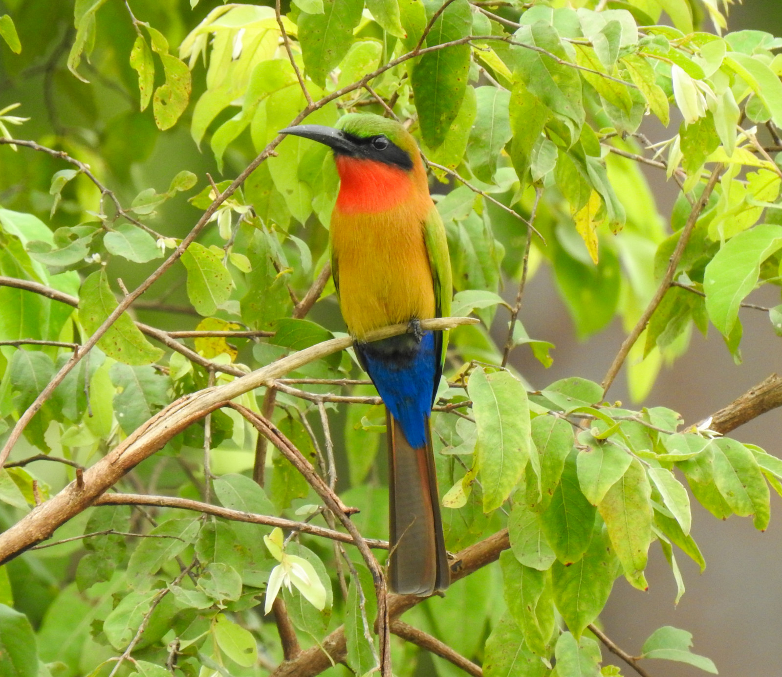 image Red-throated Bee-eater